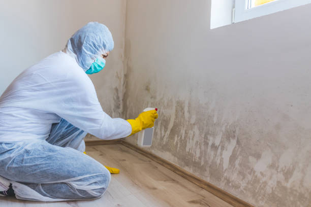 Licensed Commercial Mold Remediation service in Franklin, GA - Car Mold Remediation